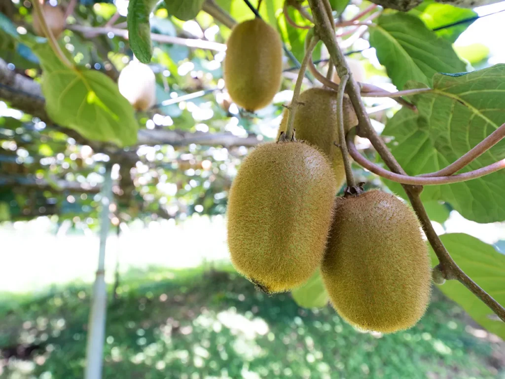 クリーミー三鷹